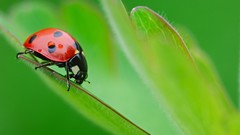 Grass Animals ladybirds