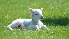 Grass Animals lambs baby animals