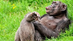 Grass Animals Language chimpanzee funny