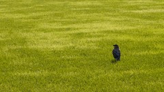 Grass Animals lawn Green Birds raven crows minimalistic