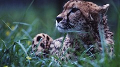 Grass Animals Leopards