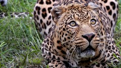 Grass Animals Leopards