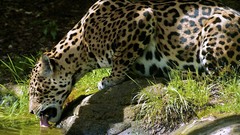 Grass Animals Leopards drinking