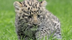 Grass Animals Leopards feline baby animals
