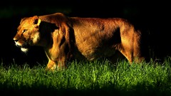 Grass Animals Lions sunlight wild animals