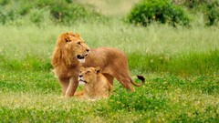 Grass Animals Lions wild animals