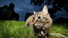 Grass Animals night cats pets