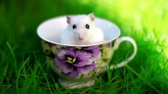 Grass Animals outdoors cups hamsters