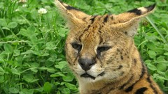 Grass Animals outdoors serval