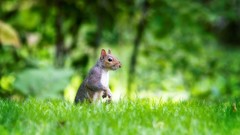 Grass Animals outdoors squirrels