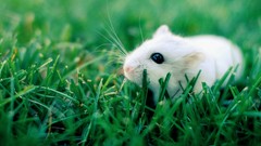 Grass Animals pets hamsters