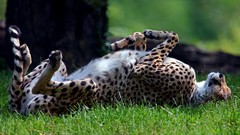 Grass Animals predator sleeping cheetahs lying down wild animals