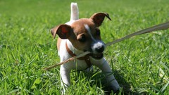 Grass Animals Puppies Dogs