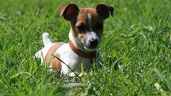 Grass Animals Puppies Dogs