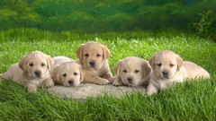 Grass Animals Puppies Dogs
