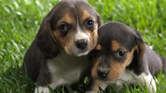 Grass Animals Puppies Dogs