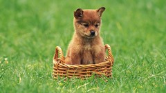 Grass Animals Puppies Dogs