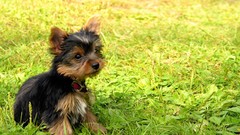 Grass Animals Puppies Dogs