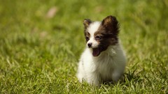 Grass Animals Puppies Dogs Mammals Papillon