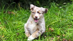 Grass Animals Puppies Dogs pets