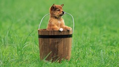 Grass Animals Puppies Dogs Wood bucket sitting happy fields 