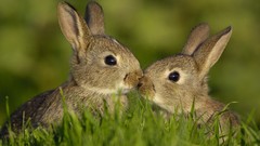 Grass Animals rabbits