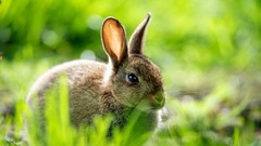 Grass Animals rabbits depth of field