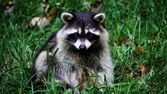 Grass Animals raccoons