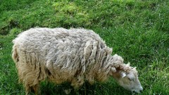 Grass Animals sheep