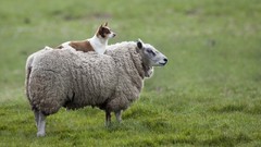 Grass Animals sheep Dogs funny