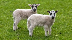 Grass Animals sheep lambs