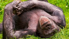 Grass Animals sleeping monkeys lying down
