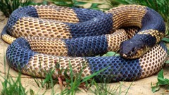 Grass Animals snakes cobra Egyptian Reptiles
