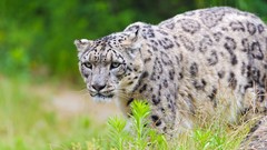 Grass Animals snow leopards