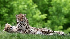 Grass Animals snow leopards feline