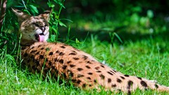 Grass Animals Spotted outdoors wildcat wildlife serval
