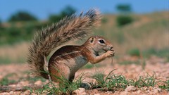 Grass Animals squirrels