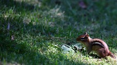 Grass Animals sunlight chipmunks