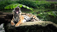 Grass Animals Tigers