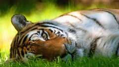 Grass Animals Tigers lying down
