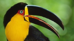 Grass Animals toucans