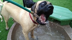 Grass Animals water lawn Dogs funny Funny animals drinking