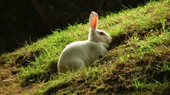 Grass Animals white Bunnies