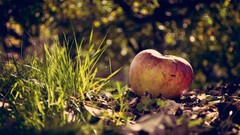 Grass apples bokeh fruits fallen leaves depth of field