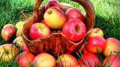 Grass apples harvest fruits