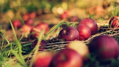 Grass apples Plants fruits