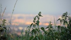 Grass autumn October