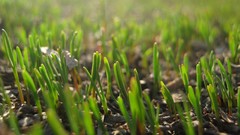 Grass baby widescreen