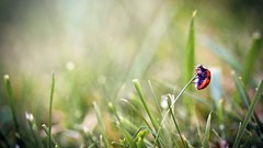 Grass Beetles ladybirds