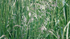 Grass bent field nature